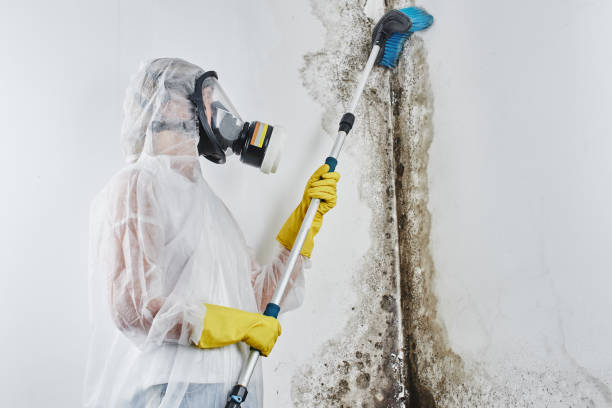 Best Biohazard Mold Removal  in Rancho Cumonga, CA