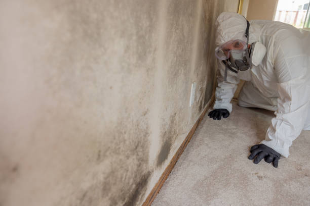  Rancho Cumonga, CA Mold Inspection Pros