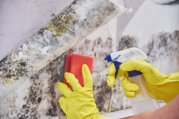 Best Mold Prevention Services  in Rancho Cumonga, CA